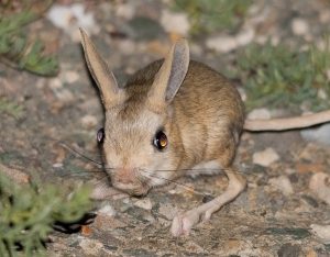 Orders of the Jerboa