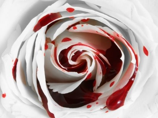 A rose splashed with blood.